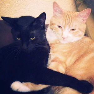 Meet your Posher, Junaries